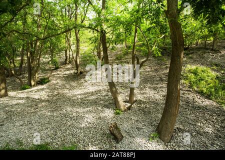 Dove Dale, Peak District National Park, Derbyshire, Inghilterra Foto Stock