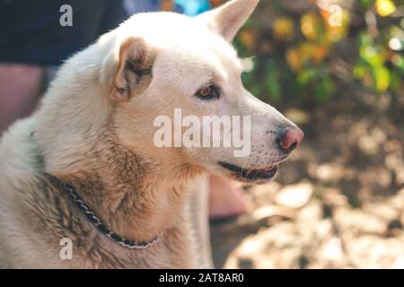 Profilo laterale di un cane carino con una bella catena intorno al collo Foto Stock