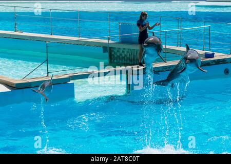 Dolphin divertirsi davanti al suo pubblico Foto Stock