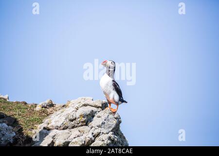 Atlantic Puffin sull isola Skomer Foto Stock