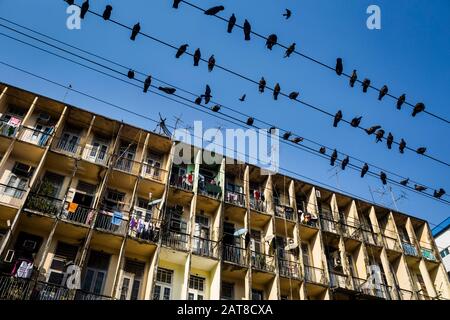 Vista a basso angolo dei piccioni che poggiano su cavi elettrici sopra un edificio di appartamenti. Foto Stock