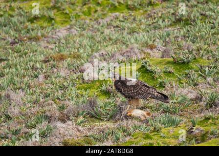 Hawk - Buteo albigula, bel rapace delle montagne andine, Antisana, Ecuador. Foto Stock