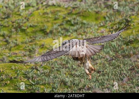 Hawk - Buteo albigula, bel rapace delle montagne andine, Antisana, Ecuador. Foto Stock