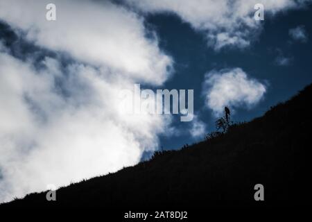 Hawk - Buteo albigula, bel rapace delle montagne andine, Antisana, Ecuador. Foto Stock