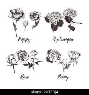 Raccolta di fiori vettore illustrazione. Illustrazione Vettoriale