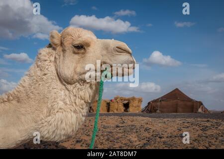 Camel pone per la macchina fotografica, Merzouga, Marocco Foto Stock