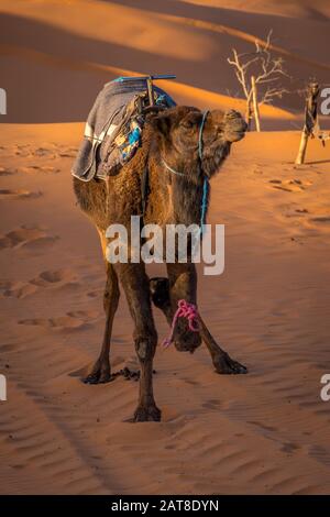 Cammello nel deserto del sahara, Merzouga, Marocco Foto Stock