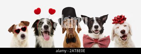 banner cinque cani che celebrano il giorno della san valentino con un nastro rosso sulla testa e un diadem o occhiali a forma di cuore, cappello e cravatta. isolato contro il bianco Foto Stock