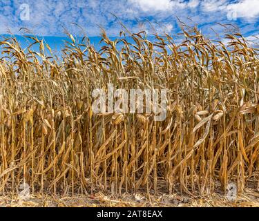 Orecchio maturo di mais appesa giù su cornstalk, buccia aperta esponendo i noccioli. Cielo blu e nuvole bianche sopra il campo di mais durante la raccolta autunnale Foto Stock