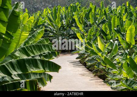 Fattoria di piantagione di banane su entrambi i lati della strada Foto Stock