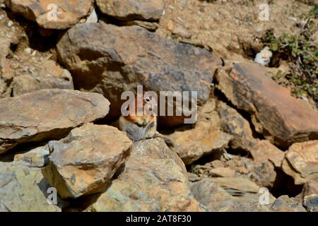 Carino piccolo chippunk seduto su porri di pietra curiosamente. Bella giornata di sole, montagne rocciose. Foto Stock