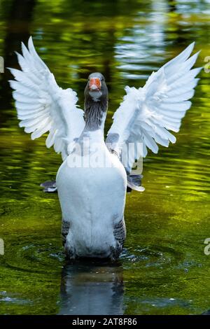 Goose Pomeranian, Goose Ruegener (Anser anser F. domestica), ali che si lanciano, Germania Foto Stock