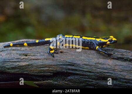 Salamander europeo (Salamandra salamandra), su un pezzo di legno, Svizzera, San Gallo Foto Stock
