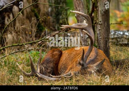 Cervi rossi (Cervus elaphus), riposo di cervo in foresta, Germania, Renania Settentrionale-Vestfalia, Sauerland Foto Stock