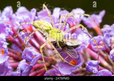 Bella Peucetia viridans, Green Lynx ragno, mangiare una mosca mentre si siede sulla cima di luce viola fiori Buddleia Foto Stock
