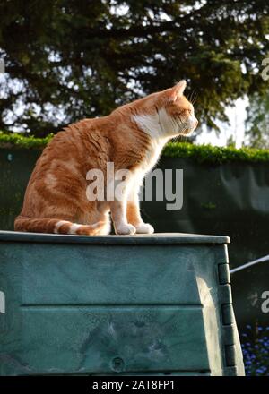 Un gatto seduto su un composter in un giardino Foto Stock