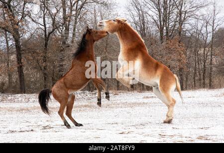 Due cavalli giocano combattendo e allevando in su; una baia rossa Arabian ed un cavallo belga biondo di tiro; in una giornata invernale torbida Foto Stock