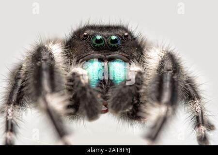 Bel maschio Phidippus audax, grassetto Jumping Spider, con il suo verde brillante chelicerae Foto Stock