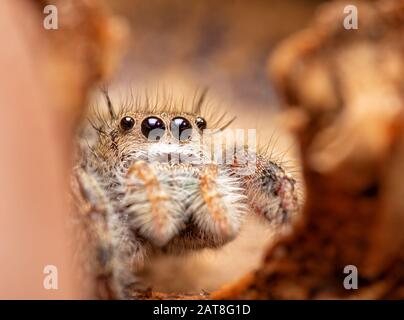 Bella piccola Phidippus princeps ragno che salta attraverso un crack in un cappuccio di ghianda Foto Stock