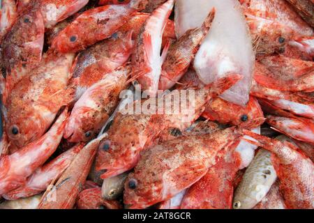 Lutiano rosso in Fisherman's cestello Foto Stock