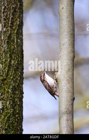 Eurasia treecreeper Climbing Tree (Certhia familiaris) Foto Stock