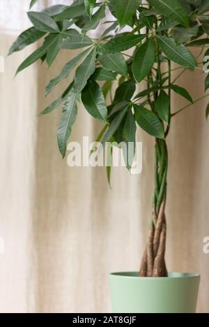 Verde Pachira Aquatica Money Tree con tronco di albero intrecciato su sfondo marrone interno Foto Stock