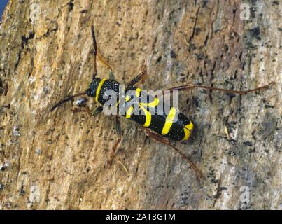 Wasp Beetle (Clytis arietis) legno di bareottero di longhorn, una vespa imita sulla corteccia dell'albero Foto Stock