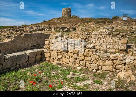 Torre di San Giovanni, papaveri rossi in rovine del Sito Archeologico di Tharros, comune di Cabras, provincia di Oristano, Sardegna, Italia Foto Stock