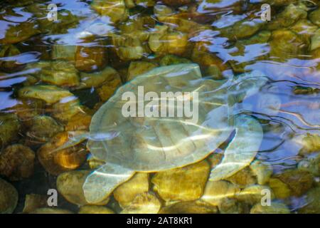 Primo piano di tartaruga marina albina. Tartaruga marina bianca nuotare in acqua limpida. Foto Stock
