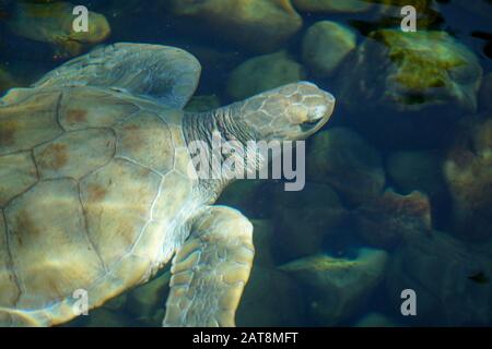 Primo piano di tartaruga marina albina. Tartaruga marina bianca nuotare in acqua limpida. Foto Stock