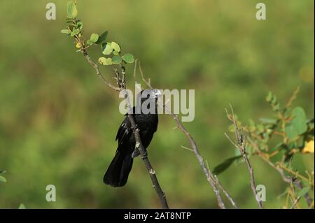 Grande Seme Fatturato Finch, oryzoborus craestris, adulto in piedi su Branch, Los Lianos in Venezuela Foto Stock