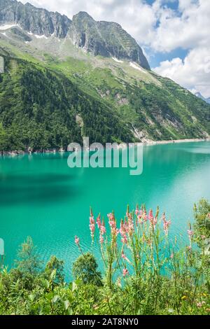 Lago con un vivace colore blu a verde nelle Alpi. Fiori selvatici in primo piano. Foto Stock