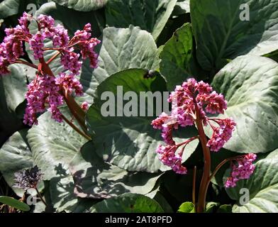 Primo piano di un blooming bergenia crassifolia, noto anche come heartleaf bergenia, elefante-orecchie, tasso, piccscricchiolio, siberiano o mongolo tè. Foto Stock