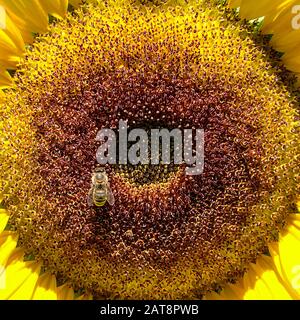 Helianthus annuus, Sunflower in fiore con ape in cerca di nettare Foto Stock