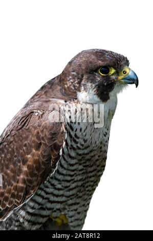 Primo piano del falco di Peregrine (Falco peregrinus) su sfondo bianco Foto Stock