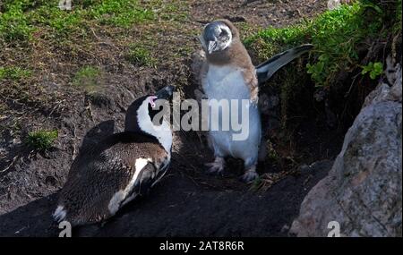 Pinguino Jackass o Pinguino africano, spheniscus demersus, Adulti con pulcino all'ingresso Den, Betty's Bay in Sud Africa Foto Stock