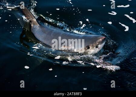 Il grande squalo bianco, Carcharodon carcharias, adulti emergenti dal mare, False Bay in Sud Africa Foto Stock