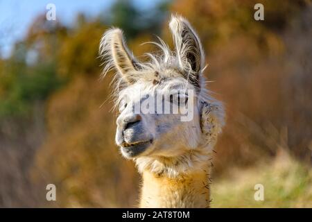 Alpaca bianco adulto in un prato in Carolina del Nord Foto Stock