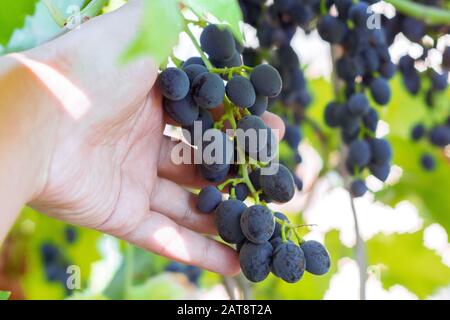 la mano dell'enologo taglia le uve mature dalla vite. Raccolta di uve blu. Foto Stock