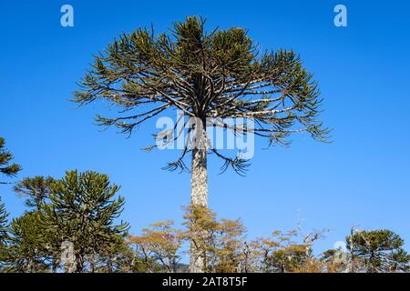 Monkey Puzzle Trees (Araucararia araucana). Parco Nazionale Di Conguillio. La Araucania. Cile. Foto Stock