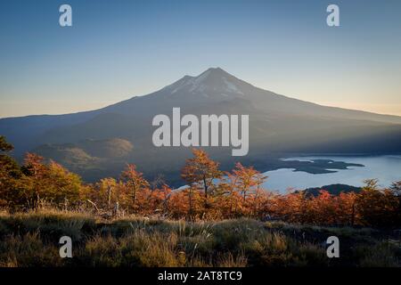 Faggi del sud (Nothofagus sp.) con il vulcano Llaima sullo sfondo. Parco Nazionale Di Conguillio. La Araucania. Cile. Foto Stock