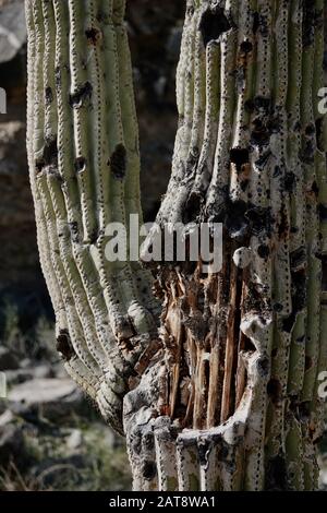Il bosco interno di un cactus saguaro. Foto Stock