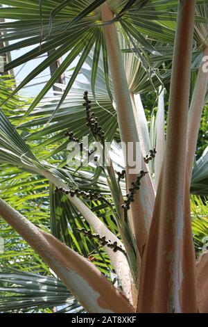 Primo piano del tronco superiore, fronds e semi di una palma rosso Latan in un giardino d'inverno Foto Stock