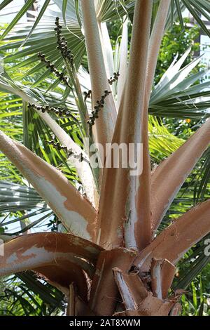 Primo piano del tronco superiore, fronds e semi di una palma rosso Latan in un giardino d'inverno Foto Stock