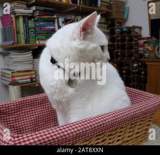 Gatto Angora Turco Bianco Seduto In Canestro In Vimini Con Copertura In Tessuto Gingham Foto Stock