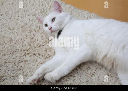 Gatto Angora Turco Bianco Posato Foto Stock