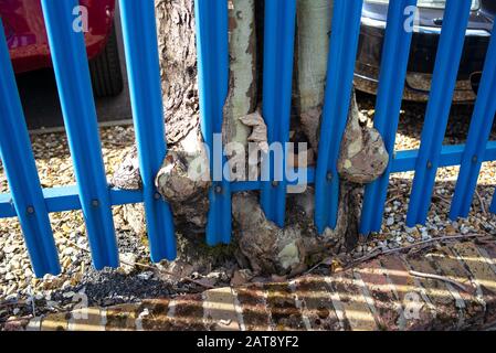 Un albero cresce e comincia ad avvolgere intorno ad una recinzione di metallo blu che mostra il potere della natura della madre. Foto Stock