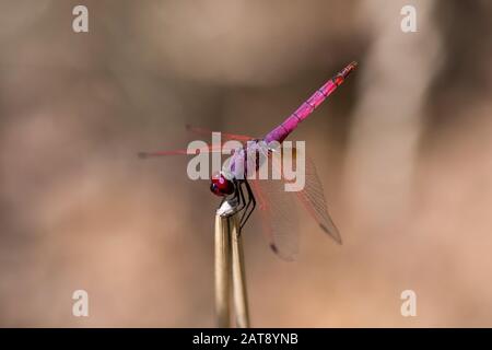 Maschio Violet Dropwing (Trithemis Anulata), Monte Argentario, Italia Foto Stock