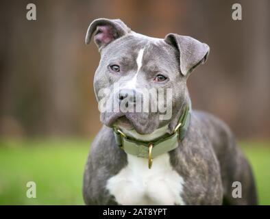 Un blu acceso e bianco Pit Bull Terrier misto razza cane ascolto con una testa di inclinazione Foto Stock