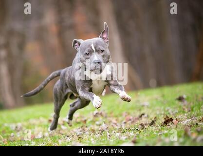 Un cane misto di razza Pit Bull Terrier blu acceso e bianco saltando e correndo all'aperto Foto Stock